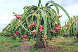 Selenicereus Costaricensis Red Dragonfruit Cacti Seeds Garden Fresh USA ... - £11.10 GBP