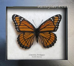 Real Viceroy Butterfly Limenitis Archippus Taxidermy Framed Entomology S... - $59.99