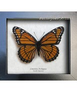 Real Viceroy Butterfly Limenitis Archippus Taxidermy Framed Entomology S... - $1,133.58 MXN
