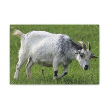 Billy Goat Hunting Billy Goat on Hunt Print Animal Wall Art Wildlife Canvas Pri - $71.24+