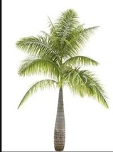 20 pcs Bottle Palm Seeds - Green Color FROM GARDEN - £7.00 GBP