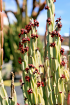 Rare Euphorbia Attastomas Exotic Cactus Plant Cacti Bonsai Succulent 2&quot; Pot - £13.44 GBP