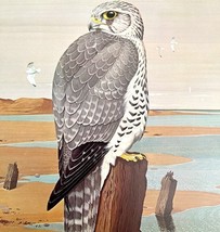 Gyrfalcon Art Print Color Plate Birds Of Prey Vintage Nature 1979 DWT11C - $34.99
