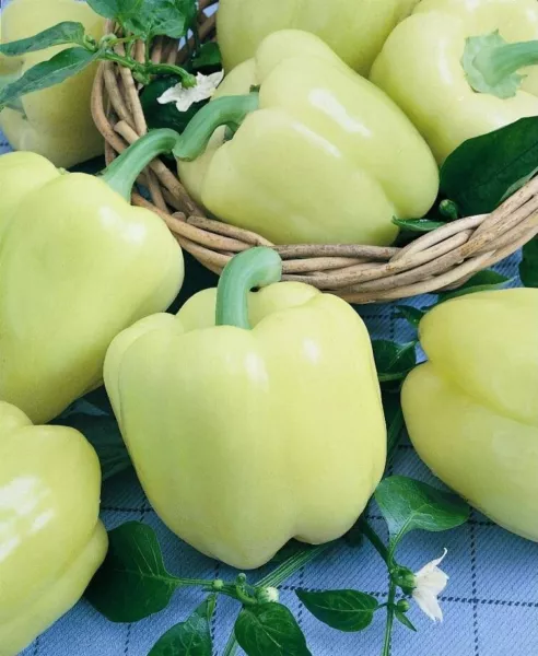 25 seeds White Cloud Sweet Bell Pepper Plant Quick Heirloom Seeds Create Wonders - £7.92 GBP