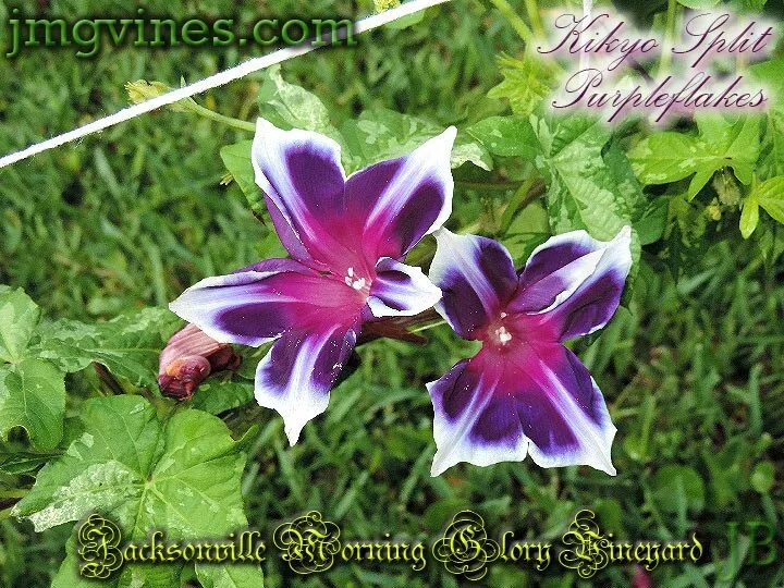 Kikyo Split Purpleflakes Japanese Morning Glory 6 Qty - $15.78