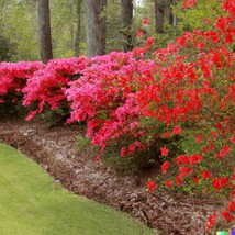 New 50 Red Azalea Seeds Rhododendron Bakeri Cumerland Azalea Flowering Bush Fres - $13.90