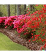 New 50 Red Azalea Seeds Rhododendron Bakeri Cumerland Azalea Flowering B... - $13.90