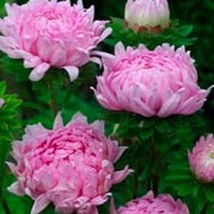 LimaJa Aster Peony Duchess Coral 50 Seeds, LimoJaya Best SALE - $3.00