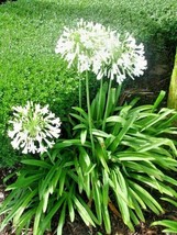 Best 30 Getty Whte Agapanthus Seeds Agapanthus Africanus - £7.99 GBP