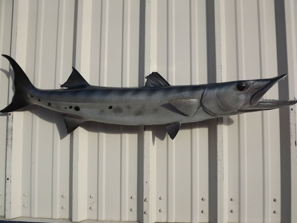 Primary image for 48" Barracuda Two Sided Fish Mount Replica - Quick Production