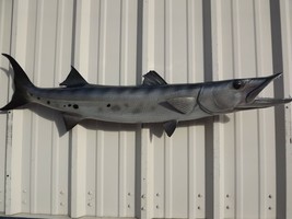 48&quot; Barracuda Two Sided Fish Mount Replica - Quick Production - £428.64 GBP