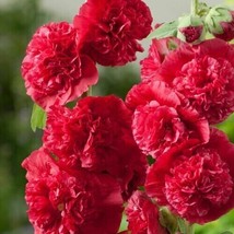 25+ Double Scarlet Hollyhock Seeds Perennial Flower Seed Flowers 858 From Us - $9.89