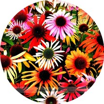 UK Imported Mixed Echinacea purpurea Coreflower Seeds Professional Pack ... - $9.23