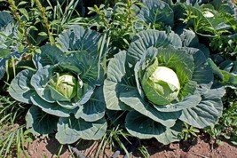 US Seller 1000 Cabbage Seeds Brunswick Heirloom Fresh - £7.46 GBP