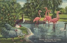 1941 Rare Bird Farm, flamingo wading pool, near Miami, Florida - £4.64 GBP