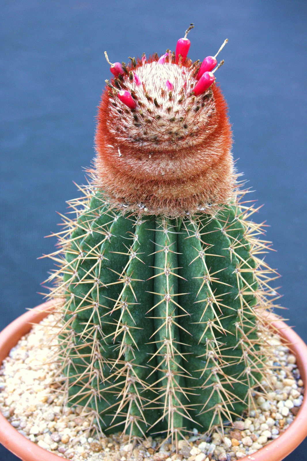 Melocactus intortus exotic turk&#39;s cap caribean cacti rare cactus seed 10... - $13.56