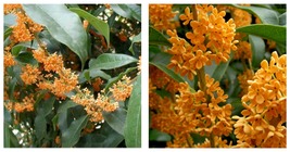 Rooted Starter Plant APRICOT ECHO Fragrant Tea Sweet Olive Osmanthus fragrans - £27.40 GBP