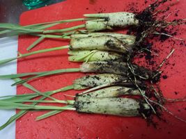 8 LIVE Plant Rooted and Sprouted Lemongrass Stalks Cymbopogon Herb Sereh  - £27.75 GBP