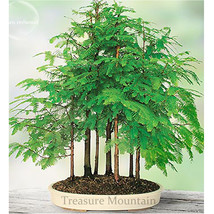 Grove Dawn Redwood Bonsai Tree Seeds Pack 50 Seeds Desk Plant Light Green Leaves - $10.67