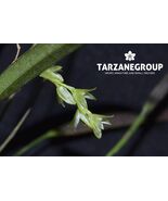 PLEUROTHALLIS / ACIANTHERA HYGROPHILA ORCHID MOUNTED - $36.55