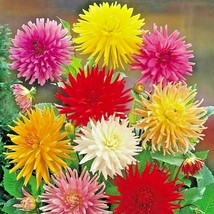 4200 Seed Giant Cactus Zinnia Mix Flower Blooms 6 Colors Butterfly Garden - £23.60 GBP