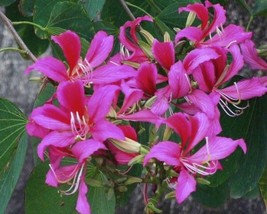 10 Purple Orchid Tree Bauhinia Purpurea Camel'S Foot Butterfly Flower Tree Seeds - $19.98