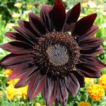 25 Sunflower Chocolate Cherry Seeds Fresh Gardening USA Shipping - $11.09