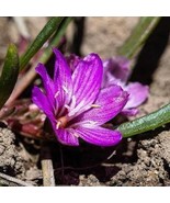 Lewisia Pygmaea Alpine Or Dwarf Lewisia Pygmy Bitterroot 5 Seeds Fresh G... - $22.80