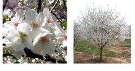Live Plant - Snowgoose Flowering Cherry Tree - 6-14&quot; Tall Seedling - 2.5... - £49.77 GBP