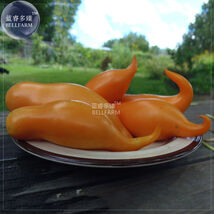 Tomato Buratinorjs Light Orange Uniquely Shaped Fruit Seeds 100 Seeds - $7.99