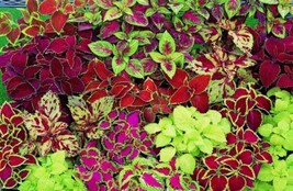 100 Seeds Coleus Rainbow Mix Flower STEP-BY-STEP Guide Included With Quality - £8.42 GBP