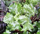 1000  CRESTED TONGUE FERN SPORES (SEEDS) COLD HARDY - $11.03 CAD