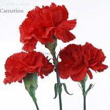 Scarlet Red Carnation 50 for mother&#39;s day seeds, light fragrant big blooming - $11.60