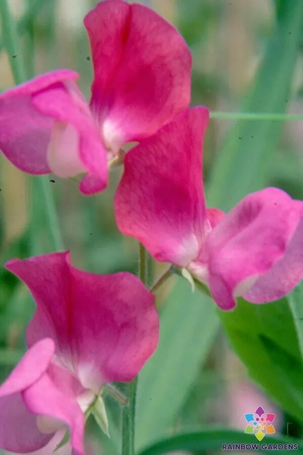 50 Prince Edward of York Sweet Pea Seeds Fast US Shipping - £8.82 GBP