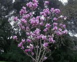 Purple Magnolia Lily Flower Tree Fragrant Tulip 10 Fresh 2023 Seeds - $5.99