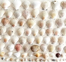 Seashells Scallops Mixed Wells Beach Maine Collection Lot Of 95 Hand Collect E61 - £39.81 GBP