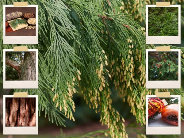 50+ Cali Incense Cedar Tree Seeds (Libocedrus Decurrens) Uses: Smudge Sticks Fre - £8.63 GBP