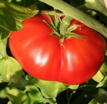 100+ BEEFSTEAK TOMATO SEEDS  GARDEN vegetables SAUCE salad SANDWICH  - $9.98