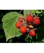 Japanese Wineberry - Rubus phoenicolasius - 10+ seeds (G 062) - £3.18 GBP