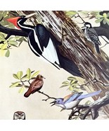 Woodpecker Owl Jay 1955 Plate Print Birds Of America Nature Art DWEE32 - $552.13 MXN