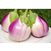 100Pcs Eggplant Heirloom White Purple Lamp Bulb Vegetable International Shipping - £7.69 GBP