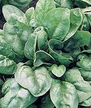 Spinach Seed, Giant Nobel, Heirloom, Organic, Non GMO, 20 Seeds, Salad S... - $5.39