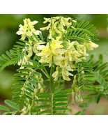 200 Astragalus membranaceus Seeds - Milkvetch Perennial Flowering Herb H... - £11.76 GBP