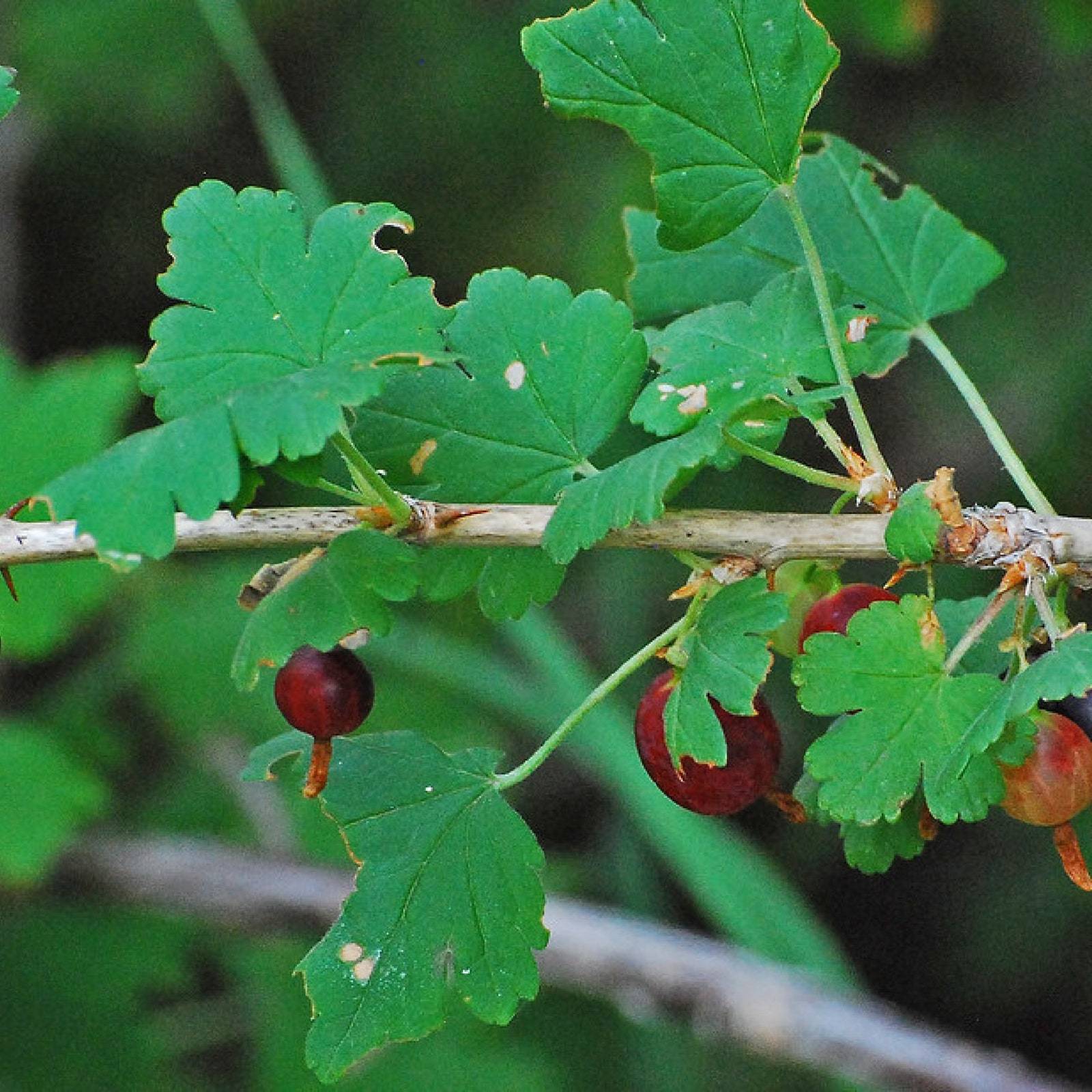 Organic Trumpet Gooseberry Fruiting Shrub Ribes Leptanthum Fast Fruiting Edible