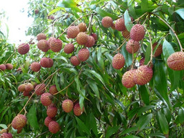 Thai Lychee Seeds Outdoor Fruit Tree Rare Sweet Litchi Chinensis Seed - £2.63 GBP