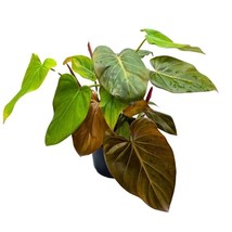 Philodendron Summer Glory 6 inch McColley&#39;s Finale X Gloriosum Hybrid, Rare Phil - £29.40 GBP