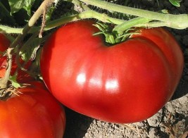 Delicious Tomato Seeds, NON-GMO, World Record Beefsteak, Heirloom, Free Shipping - £1.30 GBP+