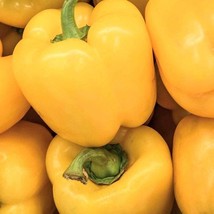 Canary Yellow Bell Pepper Seeds Sweet Organic US Fast Shipping - $36.60 MXN