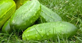 Best 25 Seeds Calypso Cucumber Hybrid Easy Planting Vegetable Garden Pickling - £3.84 GBP