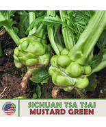 100 Sichuan Tsa Tsai Mustard Seeds Zha Cai Swollen Stem Mustard Fresh Seeds - $6.61
